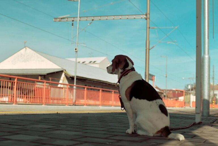 Franța pedepsește dur abandonul animalelor: până la ani de închisoare și amenzi uriașe