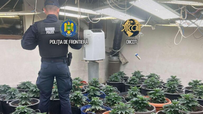 Cultură uriașă de canabis, descoperită de DIICOT. Semințele erau aduse din Olanda prin poștă