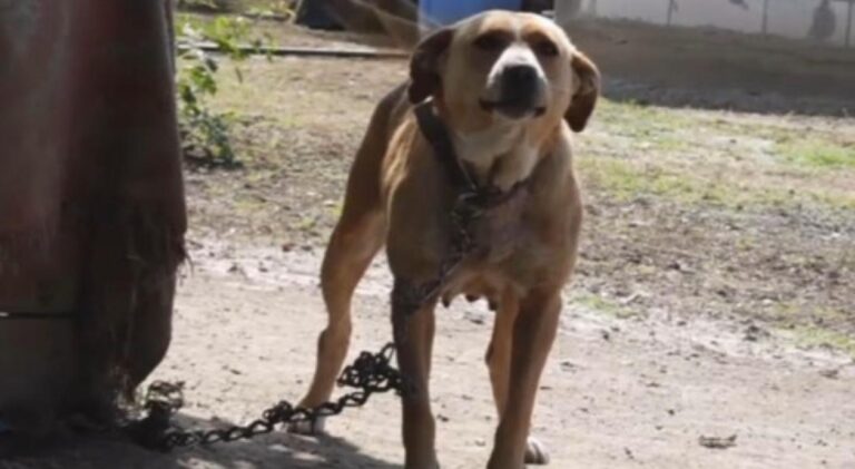 Noi reguli pentru protecția câinilor: O lege ar putea să-i scape de lanțuri. Ce prevede și la cât se ridică amenzile